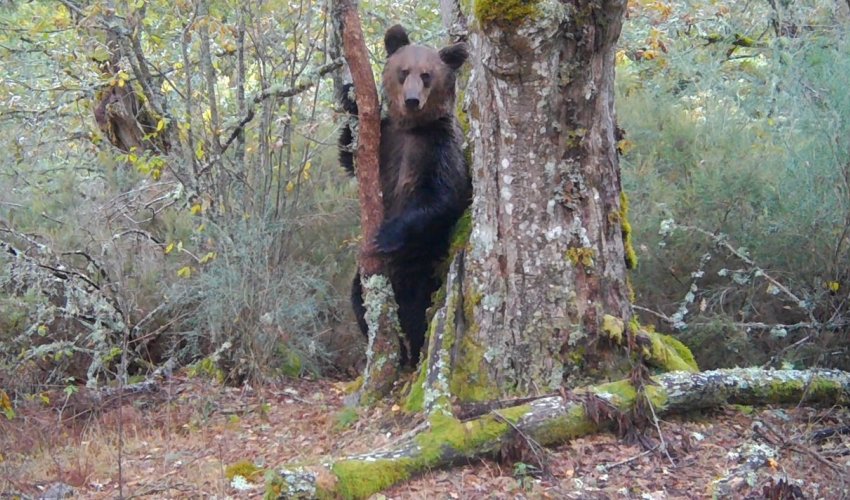 A produtora Zeitun Films grava o primeiro oso en 150 anos no Macizo Central ourensán
